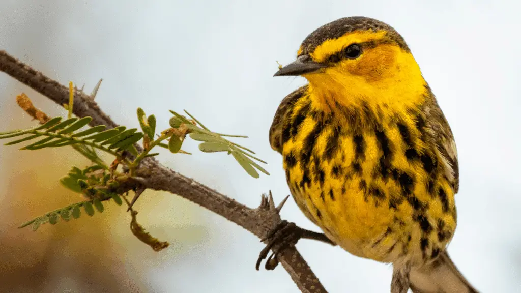 Brown and yellow bird on a branch